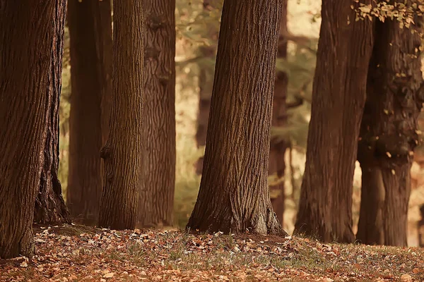 Jaune Automne Forêt Paysage Beaux Arbres Avec Des Feuilles Jaunes — Photo