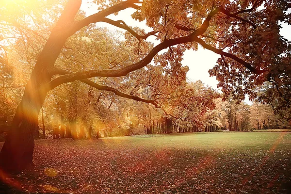 紅葉背景 秋の公園の木の枝 木の葉 背景をぼかした写真コンセプト秋 インドの夏 オレンジ色の紅葉で覆われた木の枝 — ストック写真
