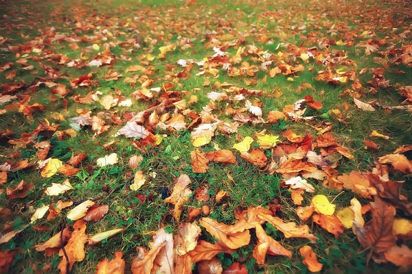 Feuilles Jaunes Tombées Fond Automne Jaune Flou Avec Des Feuilles — Photo