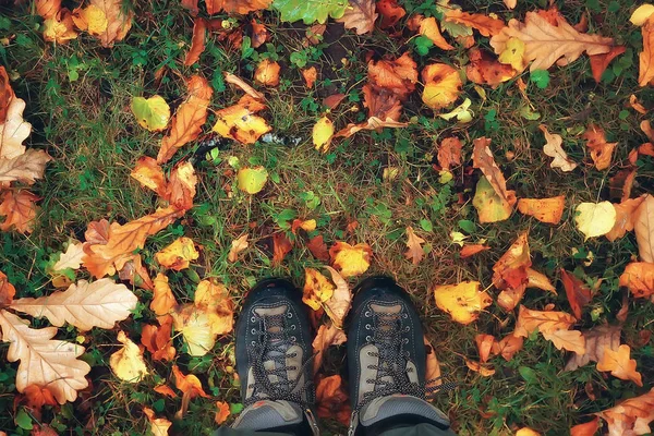 Fallen yellow leaves background / Blurred yellow autumn background with leaves on the ground, Indian summer, October leaves