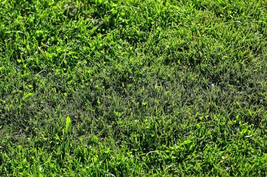 Bahar yeşil arka plan, soyut bulanık doğa güzel resimleri, yeşil sürgünler