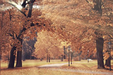 sonbahar manzara / yapraklara sonbahar ağaçların içinde. Sarı yaprakları ile ormanda günbatımı. Hint yaz sonbahar parkta bir yürüyüş için. Doğa manzara parlama ve güneş ışınları kavramı