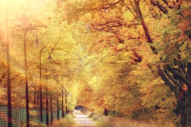 sonbahar sabahı güneşli manzara / yapraklara sonbahar ağaçlarında, ışık turuncu manzarada yaprakları ve dalları. Sabah yürüyüşe ormanda tek başına. Sonbahar tatil