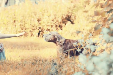 Amerikan cocker spaniel şirin. Güzel safkan köpek