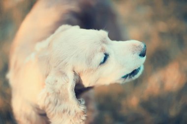 Amerikan cocker spaniel şirin. Güzel safkan köpek