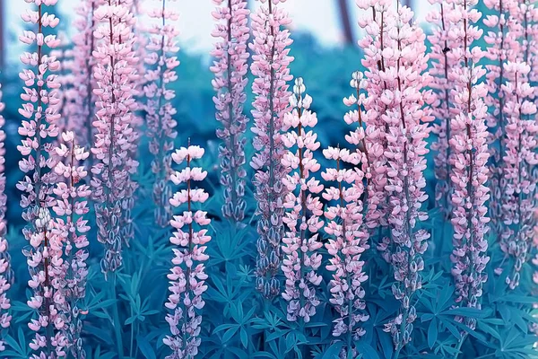Sommer Hintergrund Blumen Natur Schöne Bild Design Hintergrund Blumen Auf — Stockfoto
