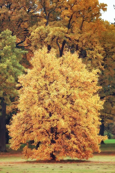 秋の森林景観をイエロー 森の中の黄色い葉を持つ美しい木々 の風景 季節の風景 — ストック写真