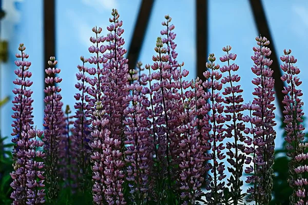 Letní Pozadí Květiny Přírody Pozadí Design Krásný Obrázek Květiny Poli — Stock fotografie