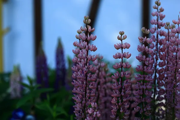 夏季背景花卉自然 美丽的图片设计背景花卉领域 — 图库照片