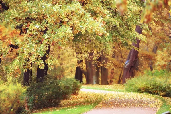Октябрь Пейзаж Осень Парке Желтые Октябрьские Деревья Аллея Осеннего Пейзажа — стоковое фото