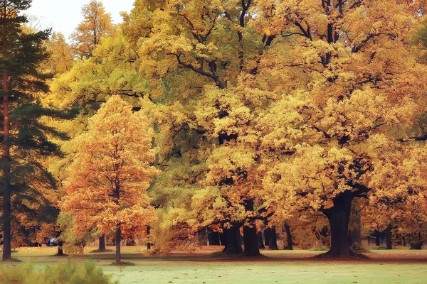Herfst Landschap Gele Bomen Herfst Park Heldere Oranje Bos — Stockfoto