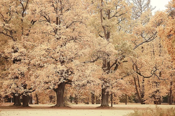 Paisagem Pitoresca Floresta Outono Dia Ensolarado Verão Indiano — Fotografia de Stock