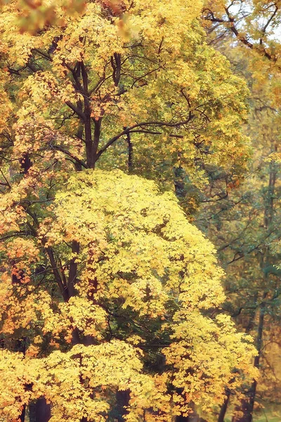 Giallo Autunno Foresta Paesaggio Bellissimi Alberi Con Foglie Gialle Nella — Foto Stock