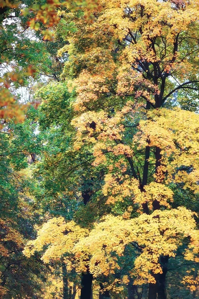 秋の森林景観をイエロー 森の中の黄色い葉を持つ美しい木々 の風景 季節の風景 — ストック写真