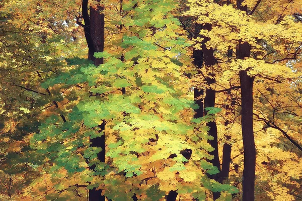 Giallo Autunno Foresta Paesaggio Bellissimi Alberi Con Foglie Gialle Nella — Foto Stock