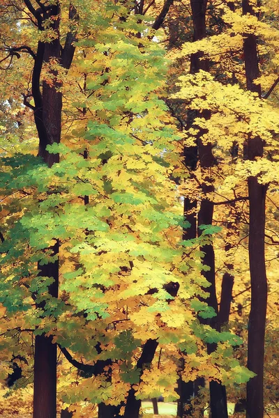 Podzimní Krajina Žluté Stromy Podzim Park Jasně Oranžové Lesa — Stock fotografie