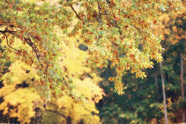 秋の風景 秋の公園 明るいオレンジ色の森で木をイエロー — ストック写真