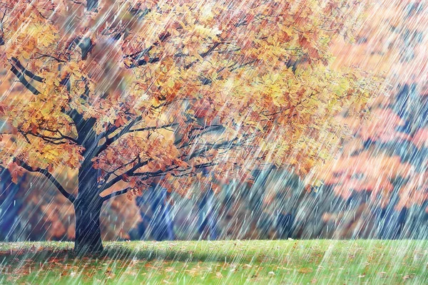 Żółty Jesienny Las Krajobraz Piękne Drzewa Żółtym Listowiem Lesie Krajobraz — Zdjęcie stockowe