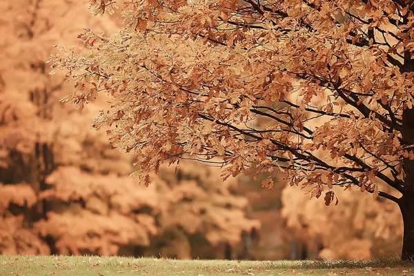 Sonbahar Manzara Sarı Sonbahar Park Parlak Turuncu Orman Ağaçları — Stok fotoğraf