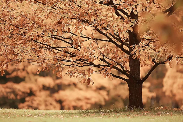 秋の風景 秋の公園 明るいオレンジ色の森で木をイエロー — ストック写真