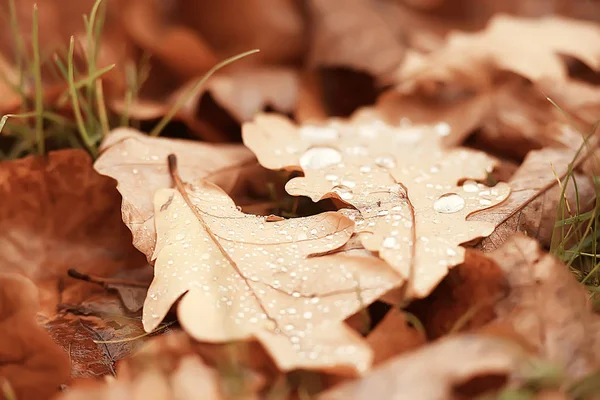 Fallen Yellow Leaves Background Blurred Yellow Autumn Background Leaves Ground — Stock Photo, Image