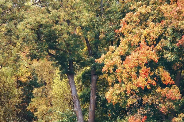 ドイツの秋 都市公園ヨーロッパ ドイツの秋風景 — ストック写真