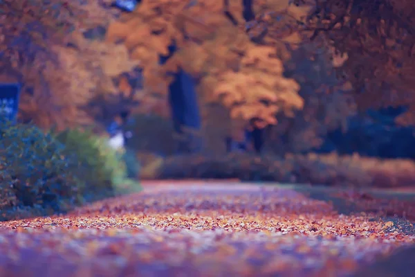 Oktober Landschap Herfst Het Park Gele Oktober Bomen Alley Herfst — Stockfoto