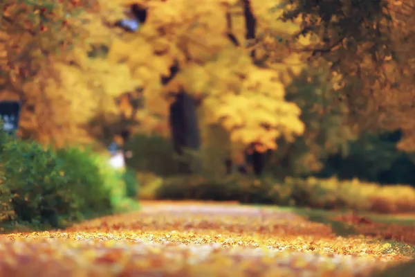 Żółty Jesienny Las Krajobraz Piękne Drzewa Żółtym Listowiem Lesie Krajobraz — Zdjęcie stockowe