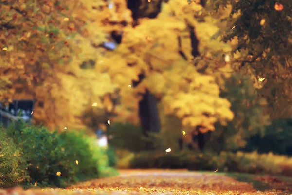 Giallo Autunno Foresta Paesaggio Bellissimi Alberi Con Foglie Gialle Nella — Foto Stock