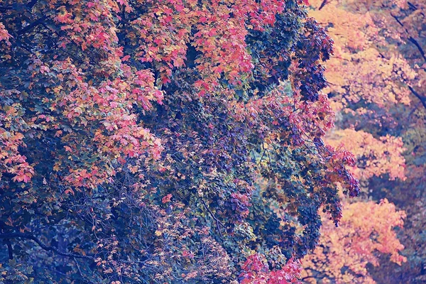Žlutá Podzimní Lesní Krajina Krásné Stromy Žluté Listí Lese Krajina — Stock fotografie