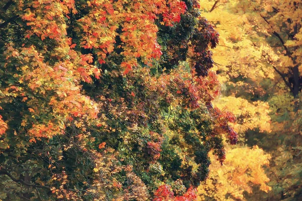 Paesaggio Autunnale Alberi Gialli Nel Parco Autunnale Foresta Arancione Brillante — Foto Stock