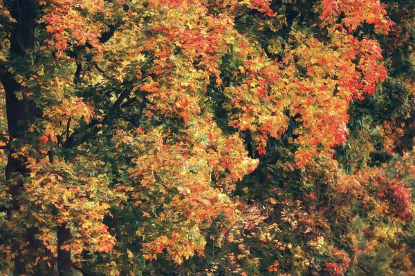 ドイツの秋 都市公園ヨーロッパ ドイツの秋風景 — ストック写真