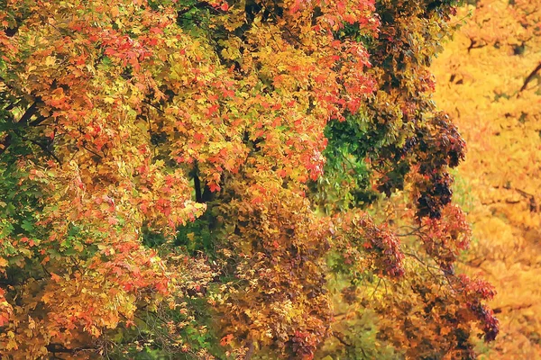 Yellow Autumn Forest Landscape Beautiful Trees Yellow Leaves Forest Landscape — Stock Photo, Image