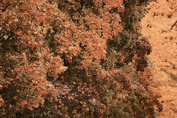 Outono Paisagem Árvores Amarelas Parque Outono Floresta Laranja Brilhante — Fotografia de Stock