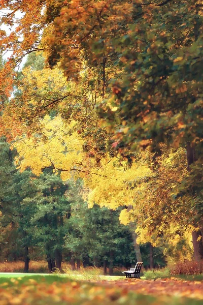 Осенняя Аллея Парке Осенняя Прогулка Городском Парке Выходные Одиночестве Концепция — стоковое фото