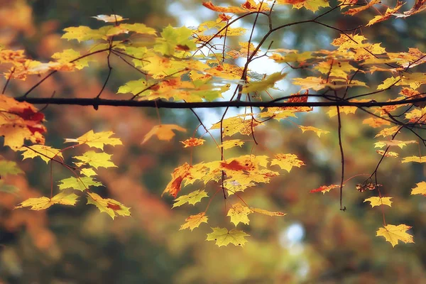 Pemandangan Musim Gugur Pohon Kuning Taman Musim Gugur Hutan Oranye — Stok Foto