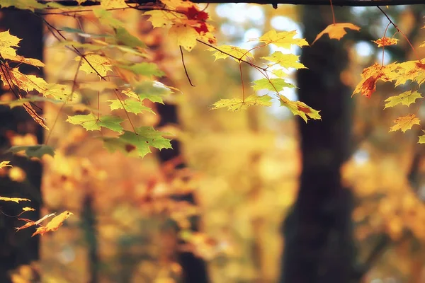 Pintoresco Otoño Bosque Paisaje Día Soleado Verano Indio — Foto de Stock