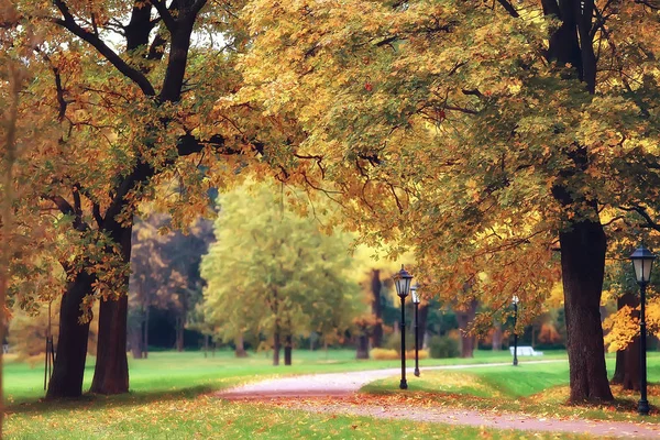 Paysage Automne Arbres Jaunes Dans Parc Automne Forêt Orange Vif — Photo