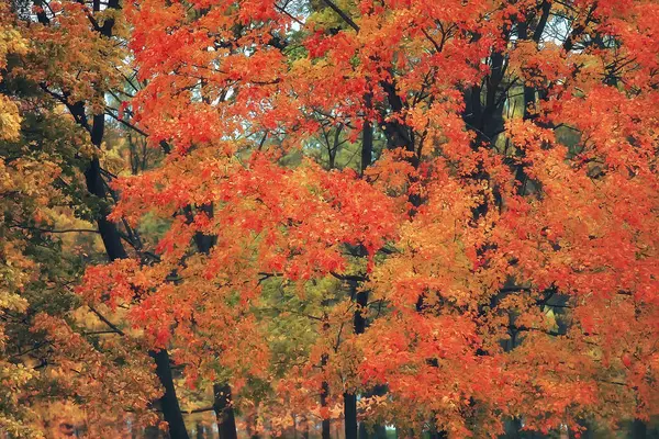 Foglie Autunnali Sfondo Foglie Gialle Rami Autunno Parco Albero Con — Foto Stock