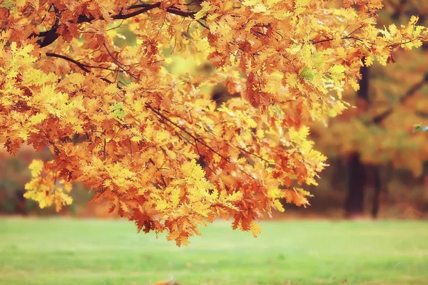 Pintoresco Otoño Bosque Paisaje Día Soleado Verano Indio — Foto de Stock