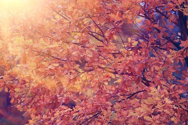 Herfst Zonnige Ochtend Landschap Zonnestralen Herfst Bomen Licht Oranje Landschap — Stockfoto