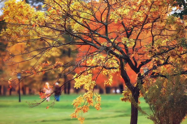 Oktoberlandschaft Herbst Park Gelbe Oktoberbäume Allee Der Herbstlandschaft — Stockfoto