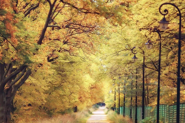 Callejón Otoño Parque Paseo Otoño Parque Ciudad Fines Semana Solo —  Fotos de Stock