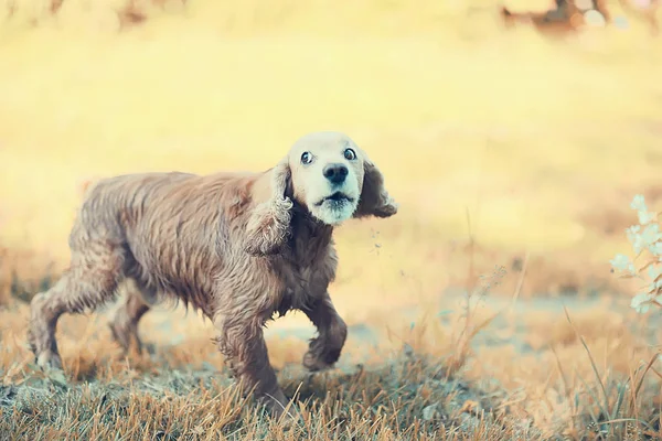 Amerikan Cocker Spaniel Şirin Güzel Safkan Köpek — Stok fotoğraf