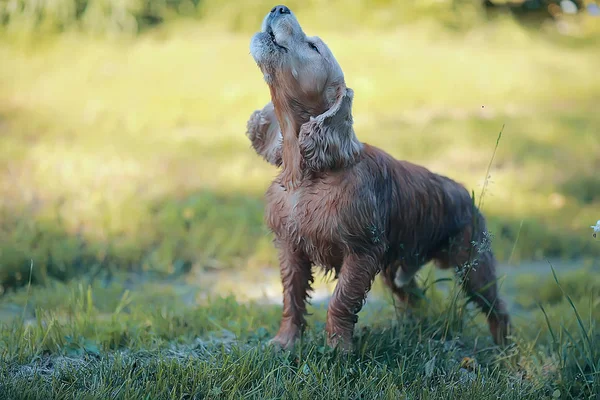 Bonito Americano Cocker Spaniel Belo Cão Puro Sangue — Fotografia de Stock