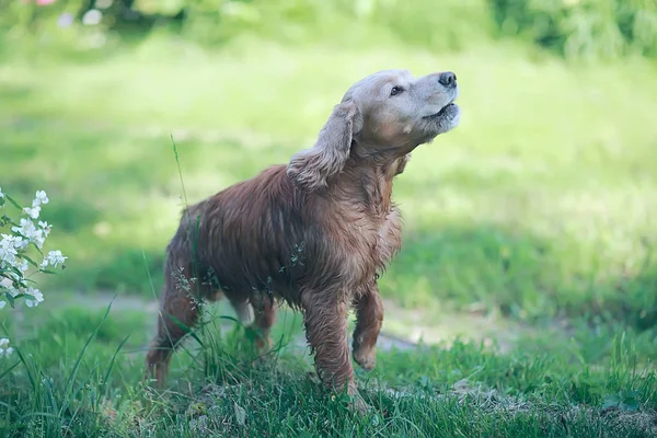 Bonito Americano Cocker Spaniel Belo Cão Puro Sangue — Fotografia de Stock