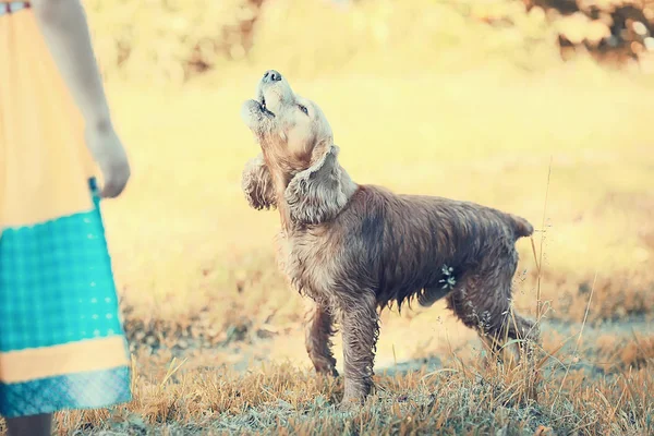 Милий Американський Кокер Спанієль Гарна Собака Чистокровних — стокове фото