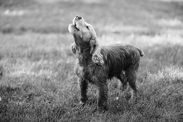 Śliczne Cocker Spaniel Amerykański Piękny Rasowy Pies — Zdjęcie stockowe