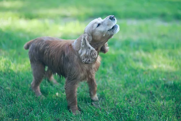 Süßer Amerikanischer Cockerspaniel Schöner Vollbluthund — Stockfoto