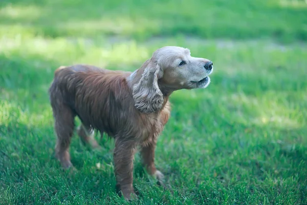 Süßer Amerikanischer Cockerspaniel Schöner Vollbluthund — Stockfoto